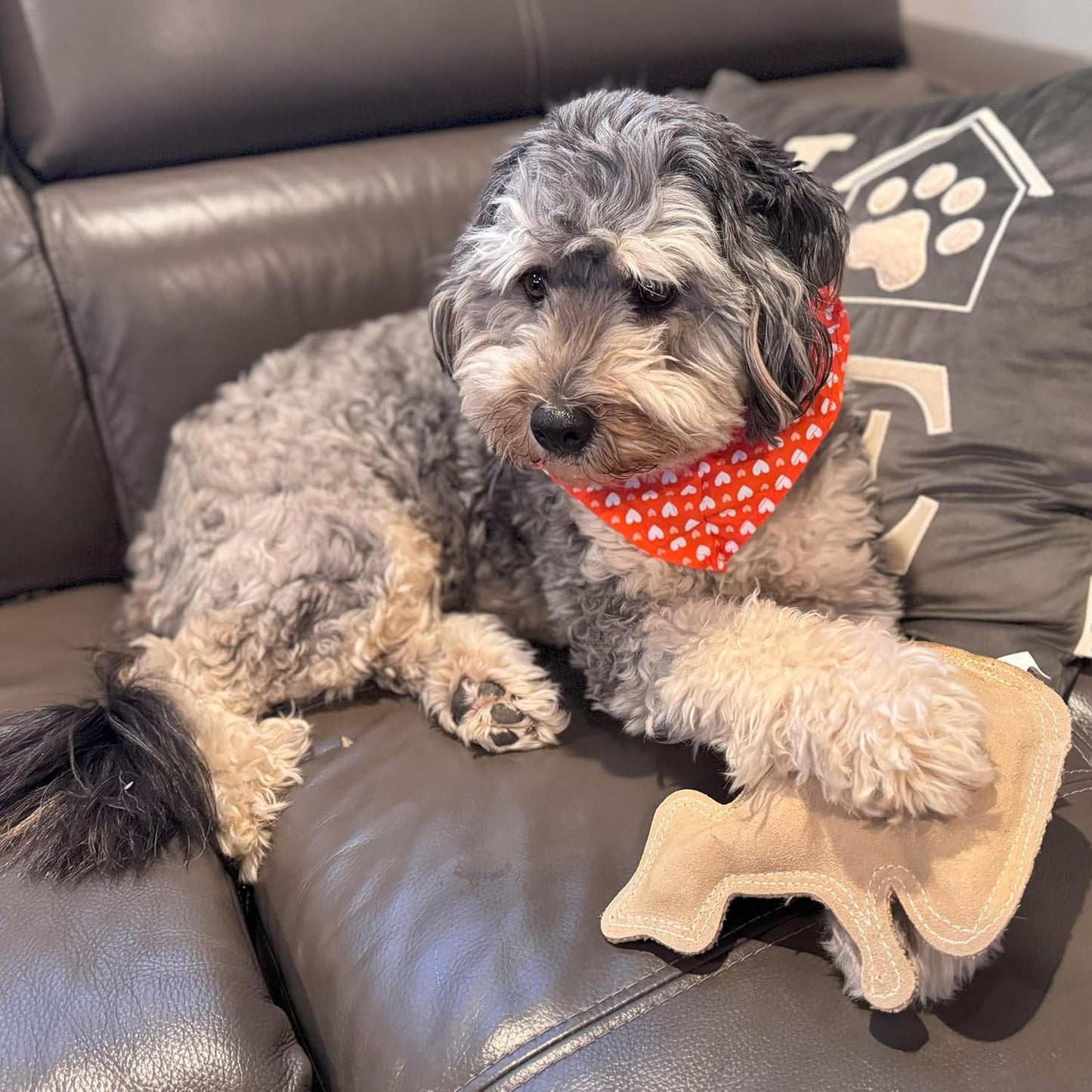 Spot Dura-Fused Leather Raccoon Dog Toy (8"x 7")