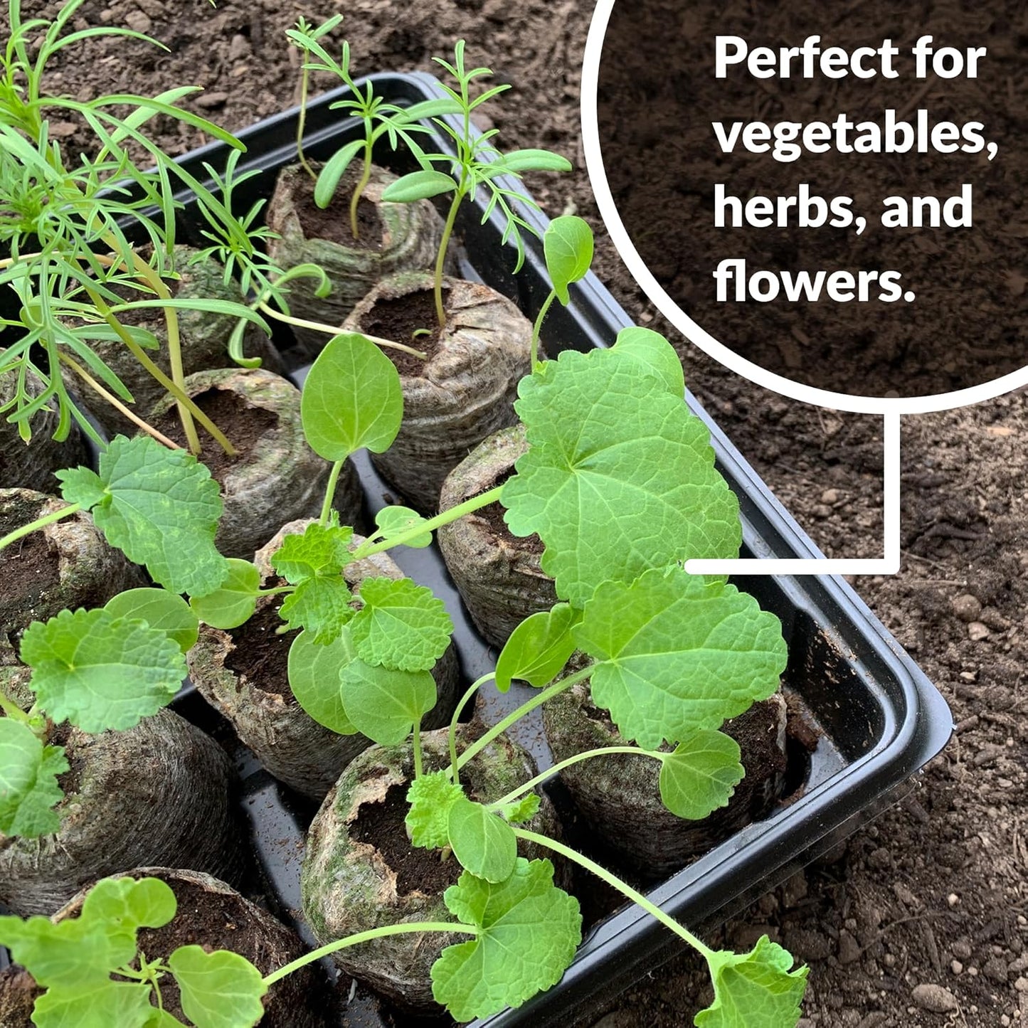 Jiffy Seed Starting Tray Kit, 36 Cell 36mm Peat Pellets with Bonus SUPER thrive