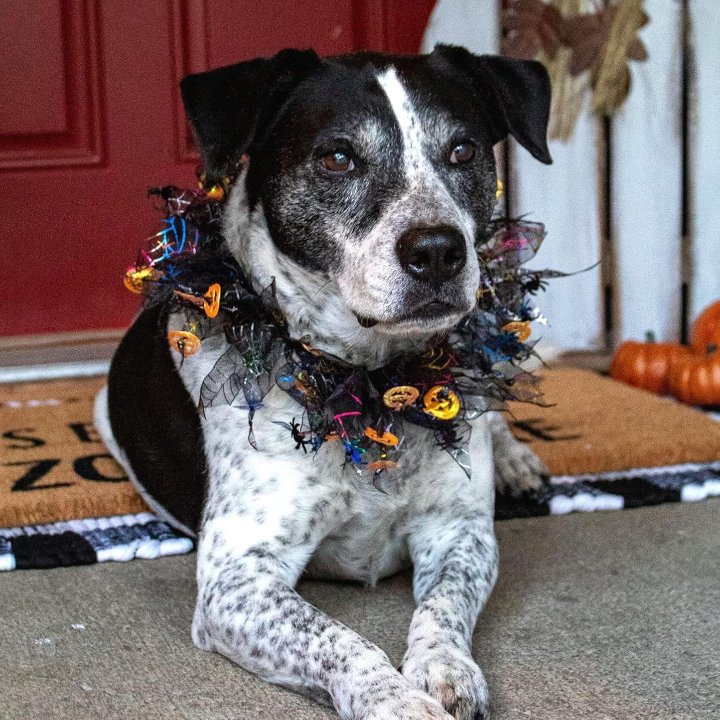 Midlee Pumpkin & Spider Web Halloween Decorative Dog Collar (Large)