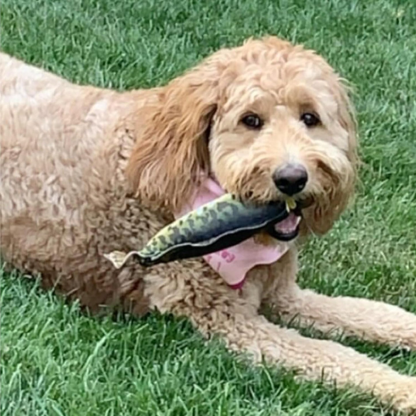 Spunky Pup Fly & Fetch Fish Dog Toy