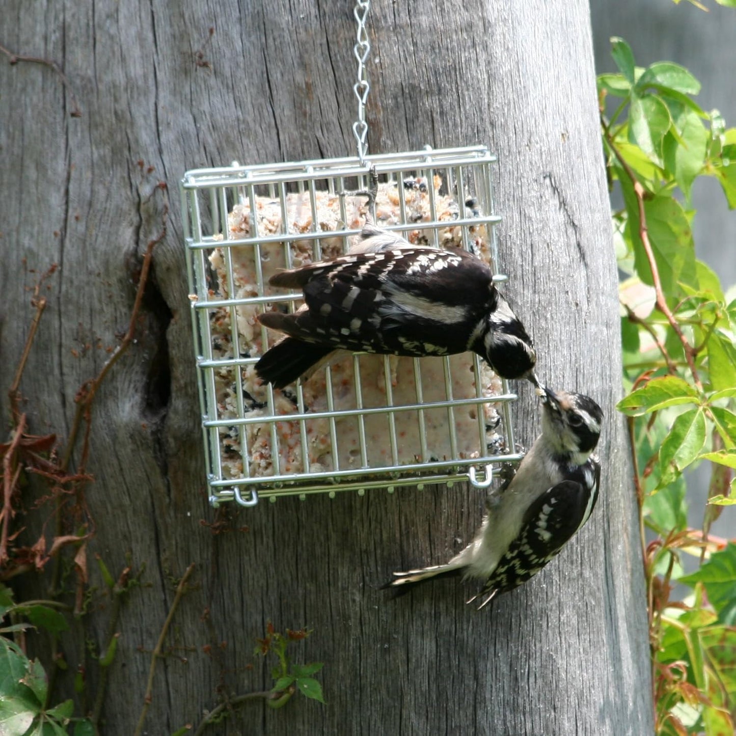Pacific Bird & Supply Co Mealworm + Peanut Suet Cakes (Case of 12)