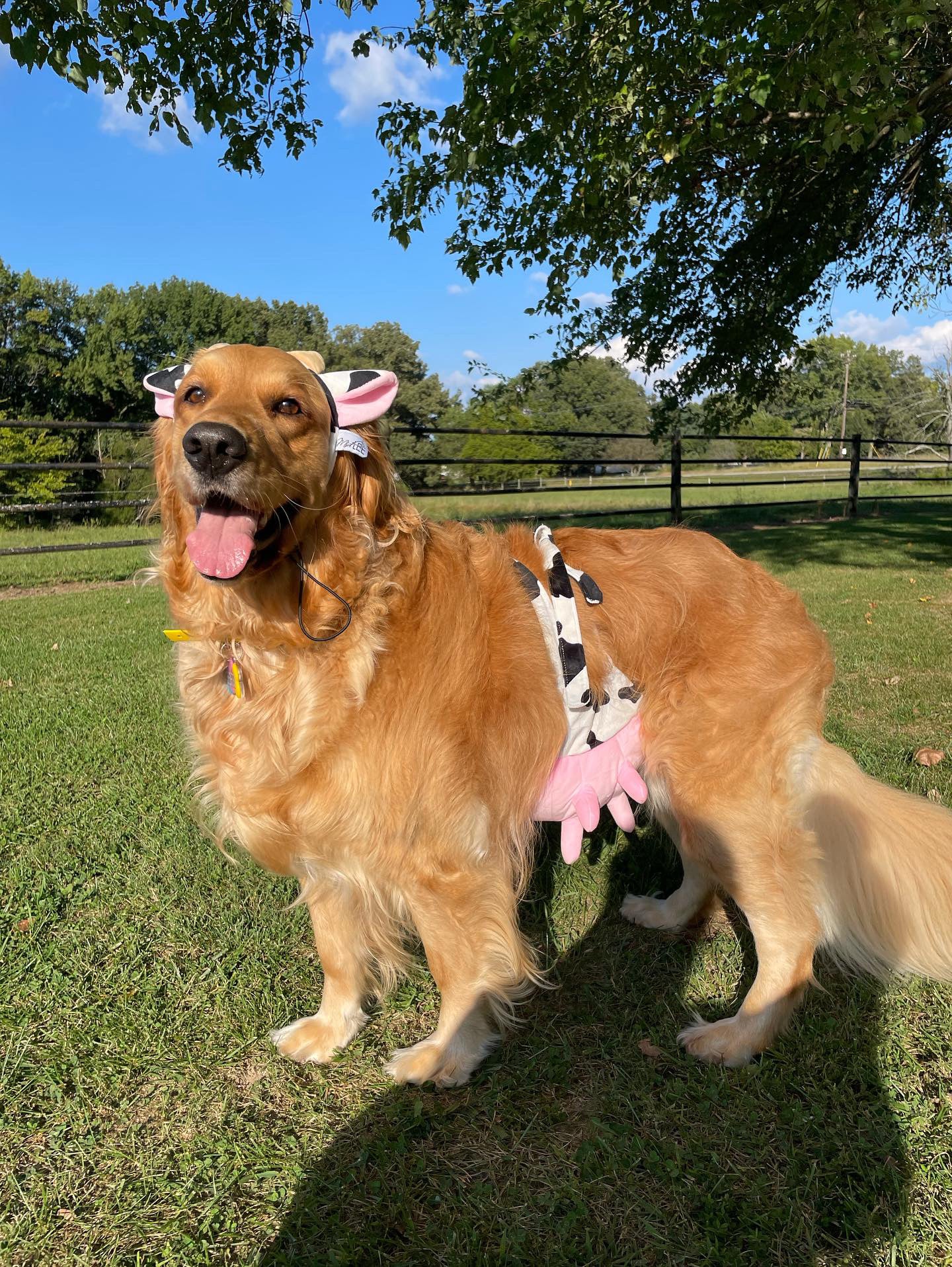 Dog cow costume online