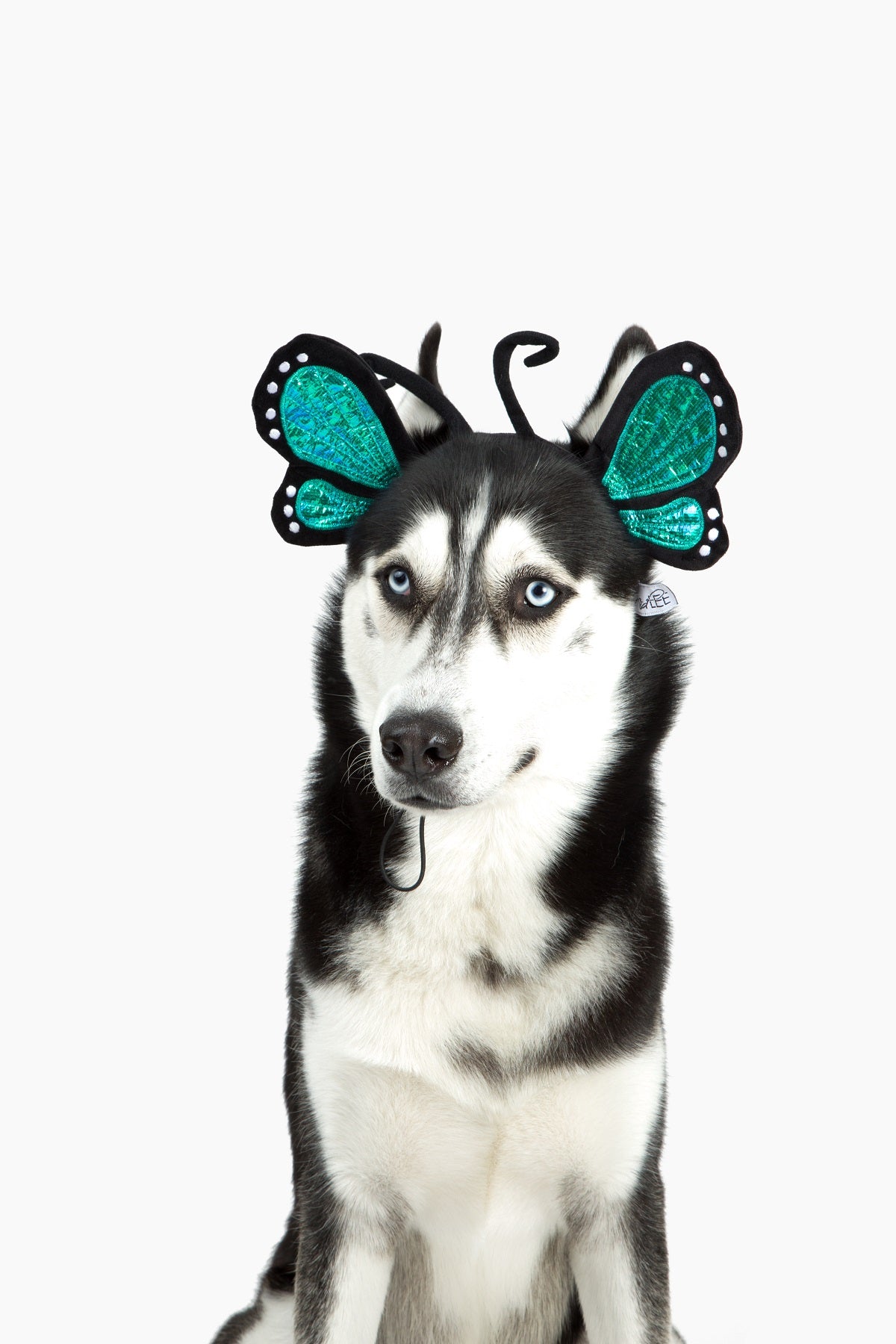 Midlee Blue Butterfly Headband Halloween Dog Costume
