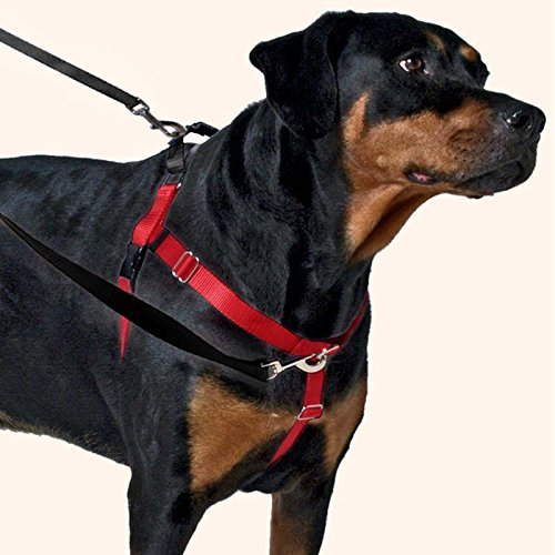 2 Hounds Design Freedom No-Pull Dog Harness Training Package, Medium (1" wide), Burgundy