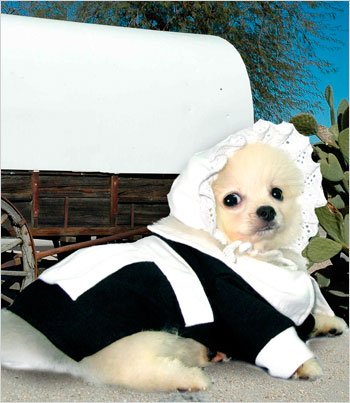 Puppe Love Pilgrim Girl Costume for Dogs - Size 5 (14" l x 18.5" - 20.5" g)