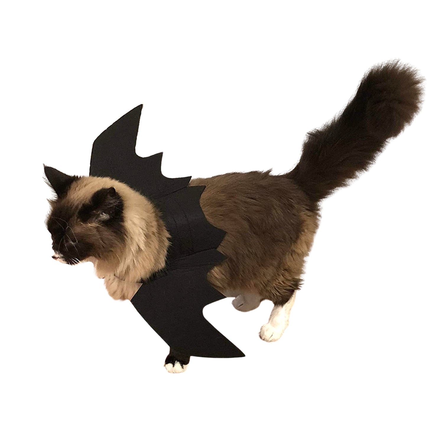 Midlee Bat Wings Cat Costume