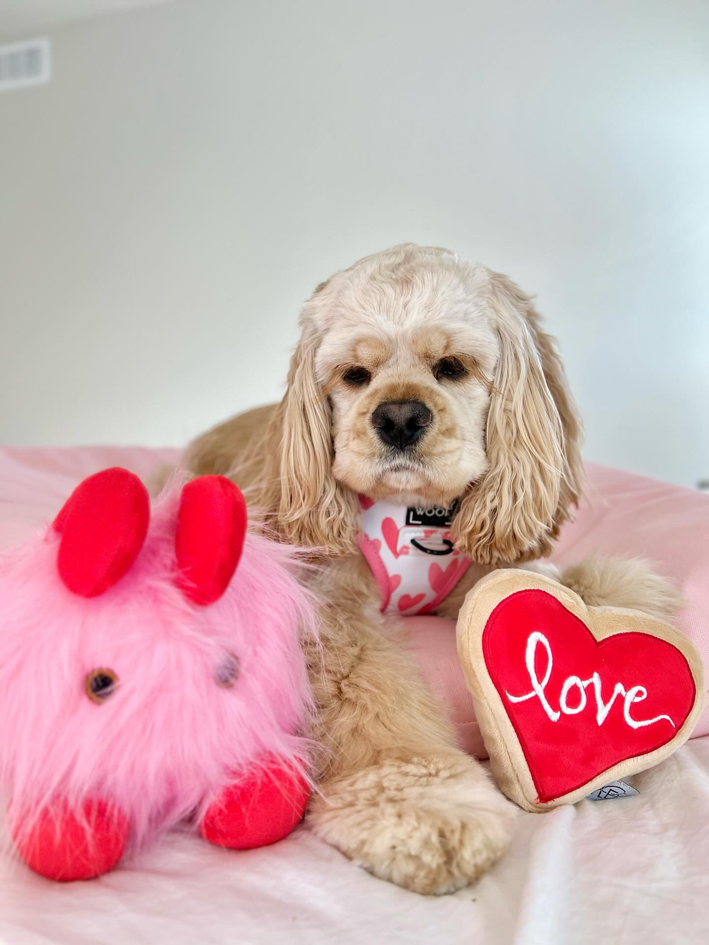Midlee Love Bug Valentine's Day Dog Toy