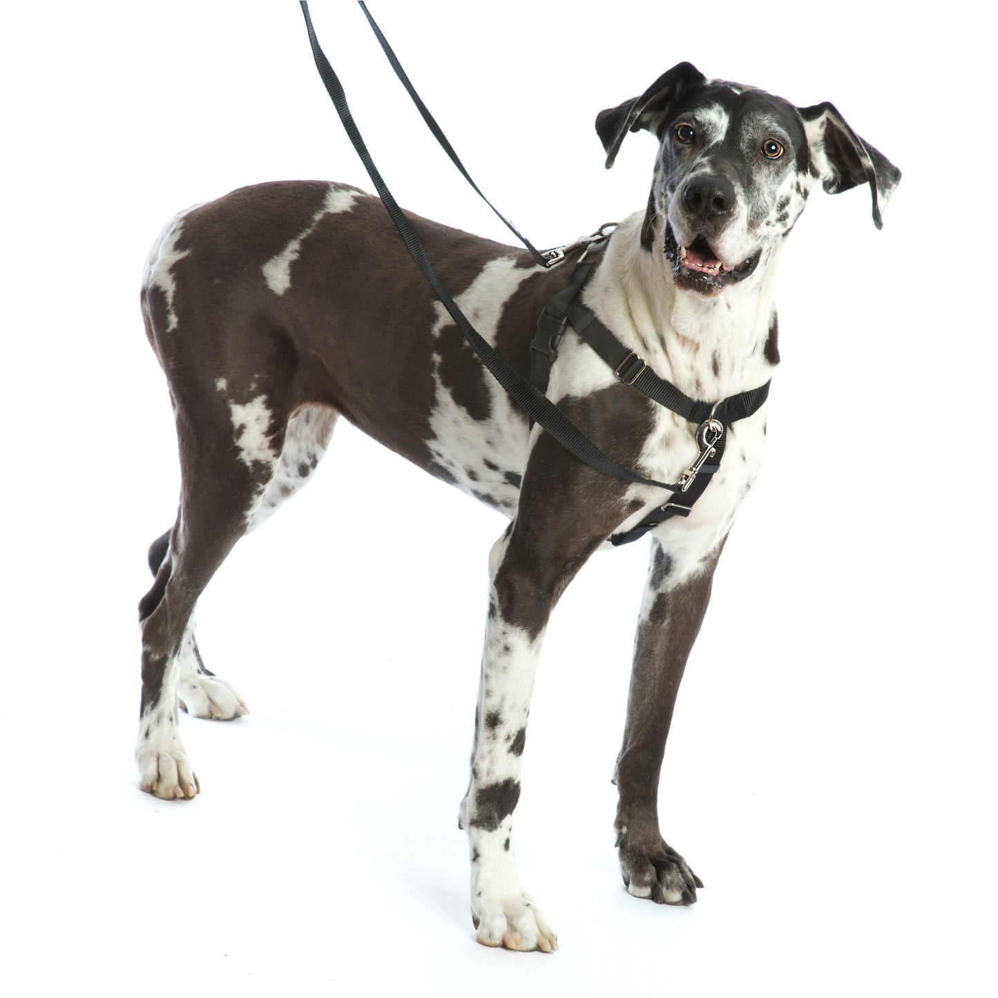 Freedom No-Pull Dog Harness Training Package with Leash, Rust Orange Medium