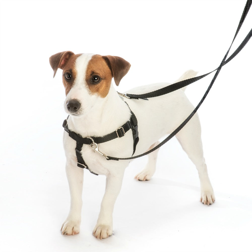 2 Hounds Design Freedom No-Pull Dog Harness with Leash, Medium, 5/8-Inch Wide, Purple