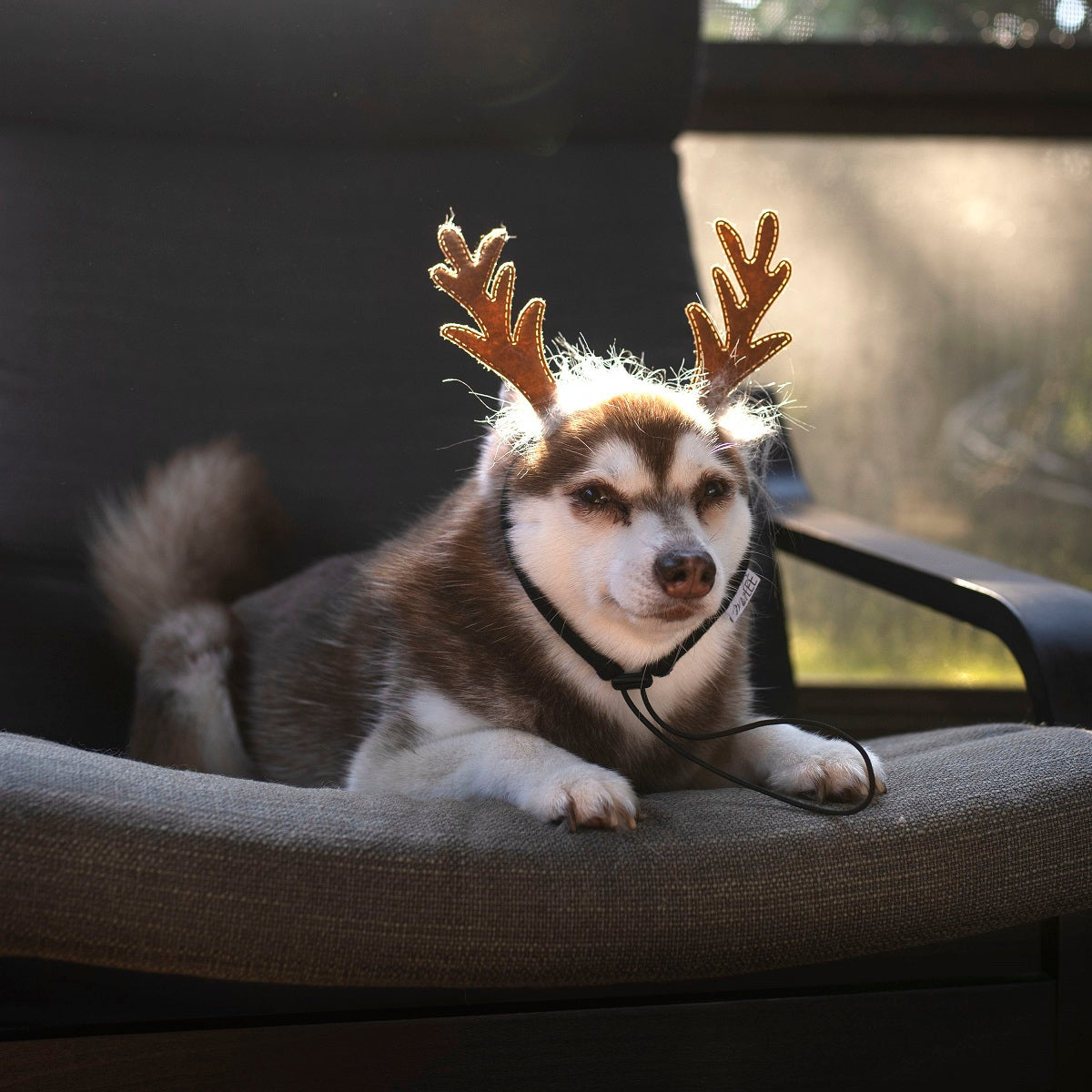 Midlee Furry Antlers Dog Headband