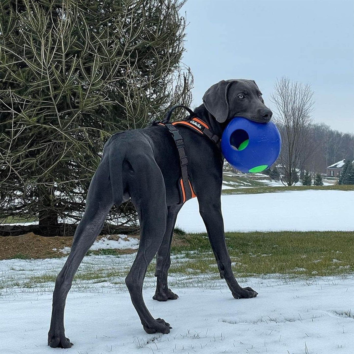 Jolly Pets Teaser Ball Dog Toy, Large/8 Inches- Blue