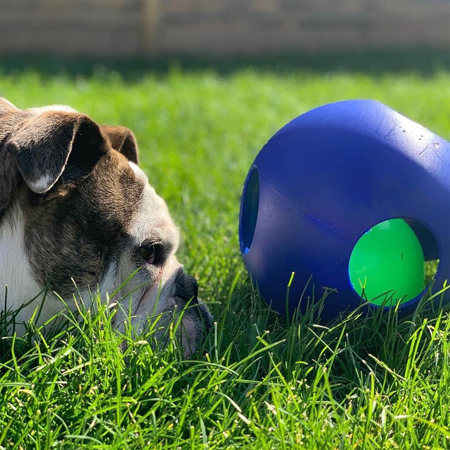 Jolly Pets Teaser Ball Dog Toy, Large/8 Inches- Blue