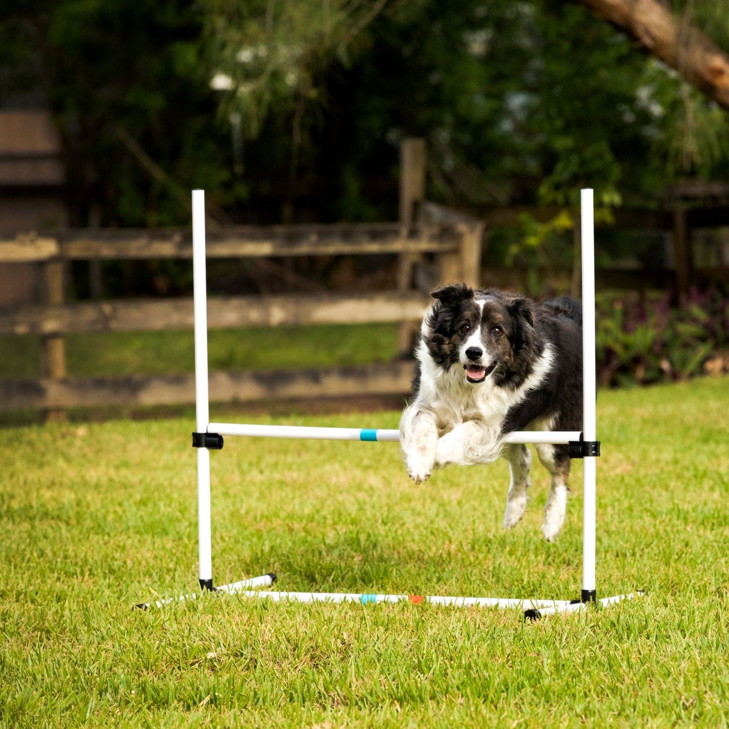 Midlee Dog Agility Beginner Set- Hoop Jump, Weave Poles, and Bar Jump