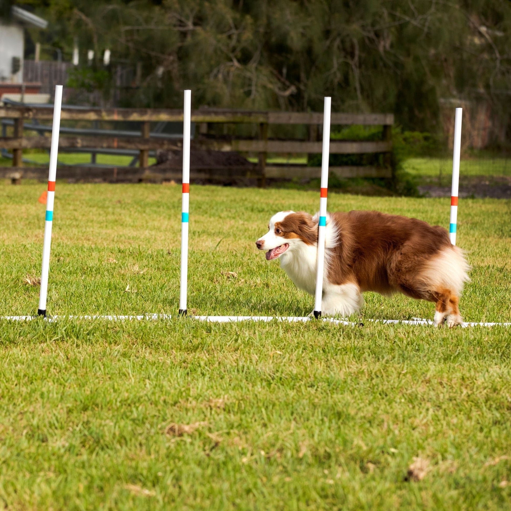 Midlee Dog Agility Beginner Set- Hoop Jump, Weave Poles, and Bar Jump – Midlee Designs