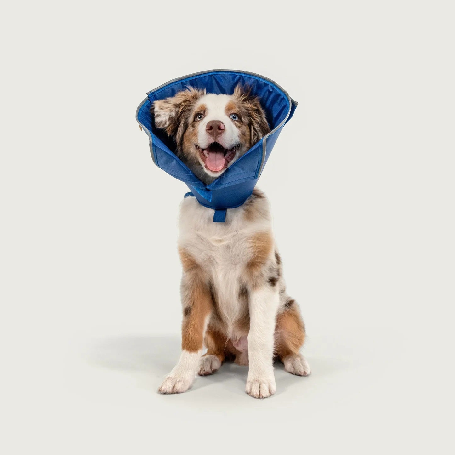 KVP International Calmer Collar - X Large