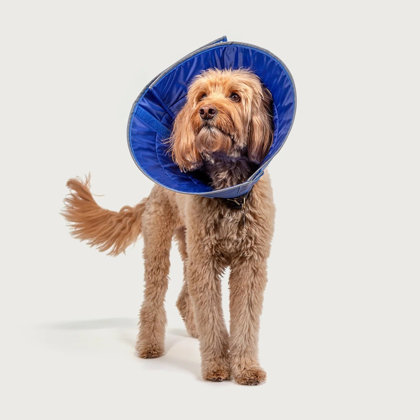 KVP International Calmer Collar - Large