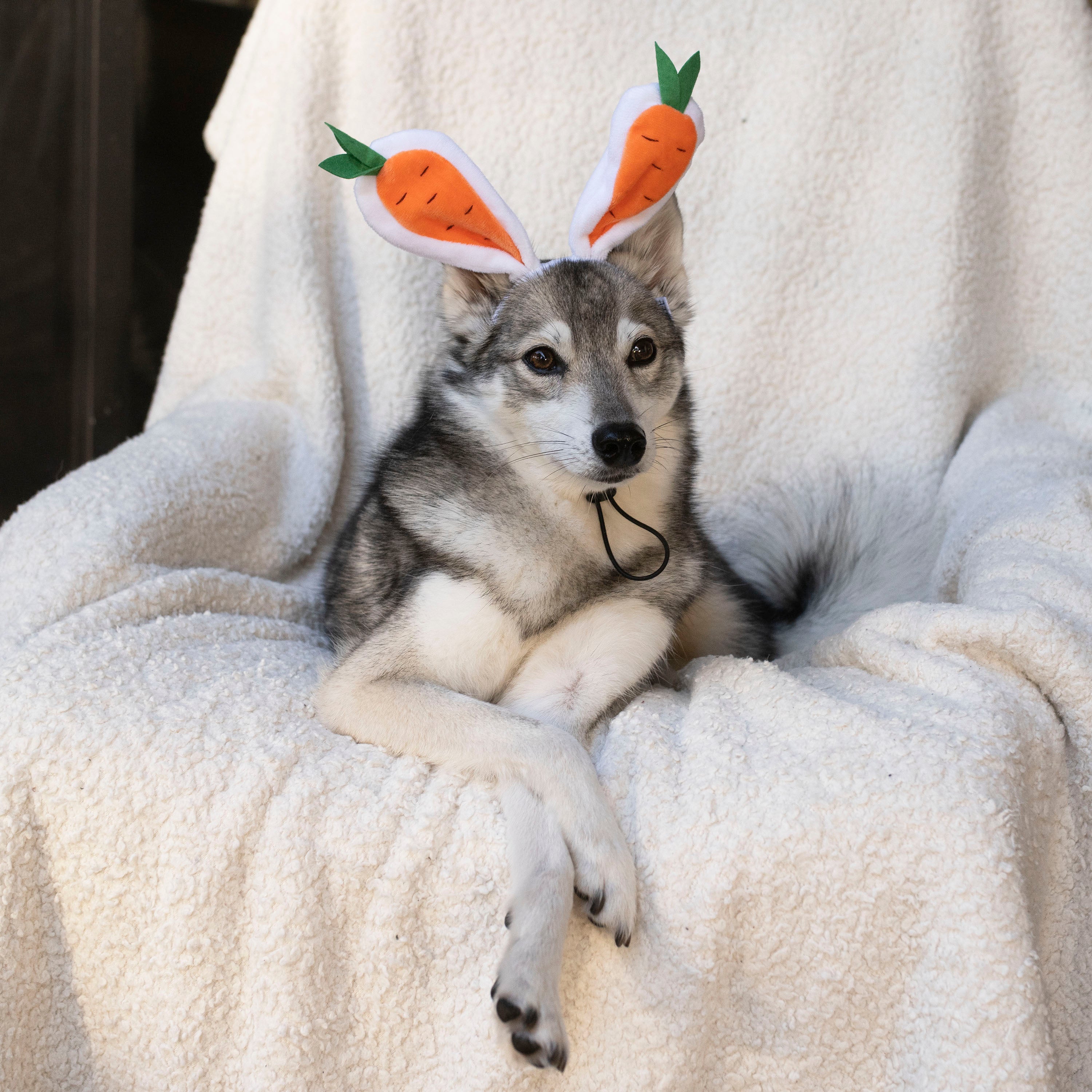 Bunny hat outlet husky