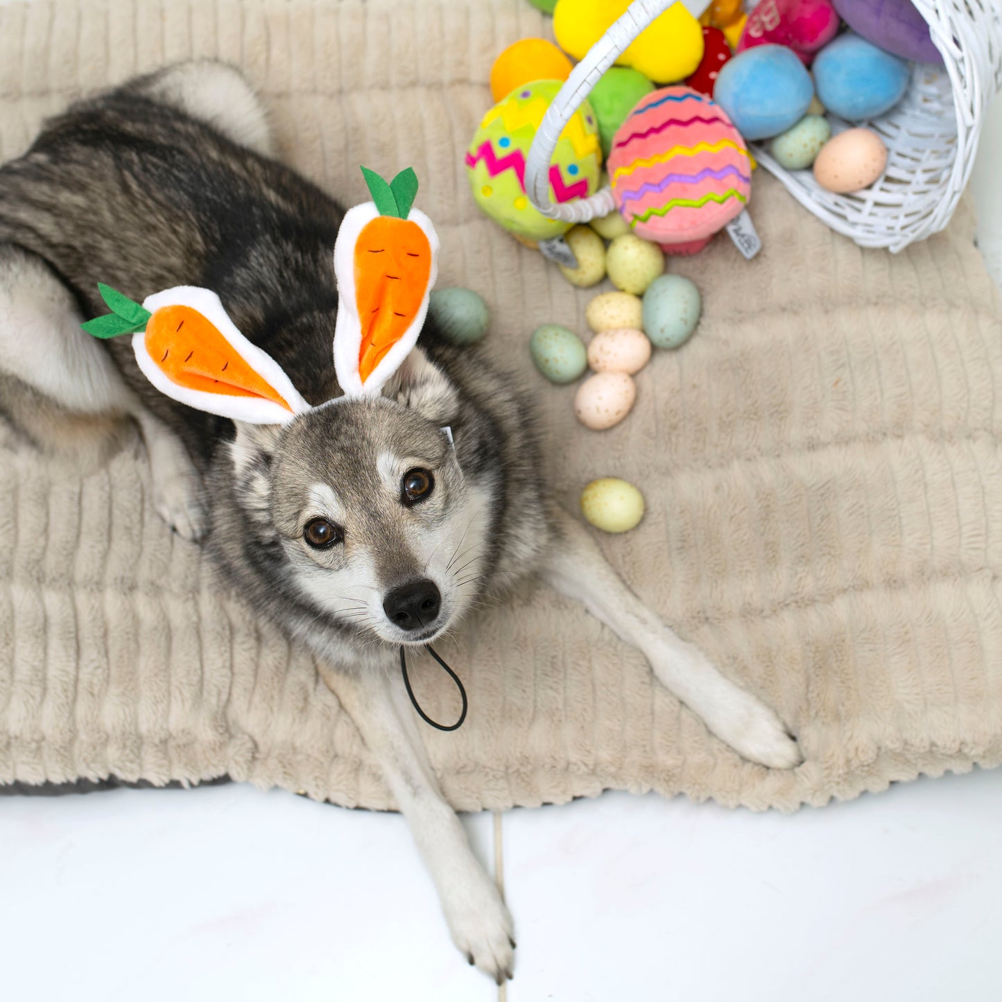 Midlee Carrot Bunny Ears Easter Dog Headband Costume