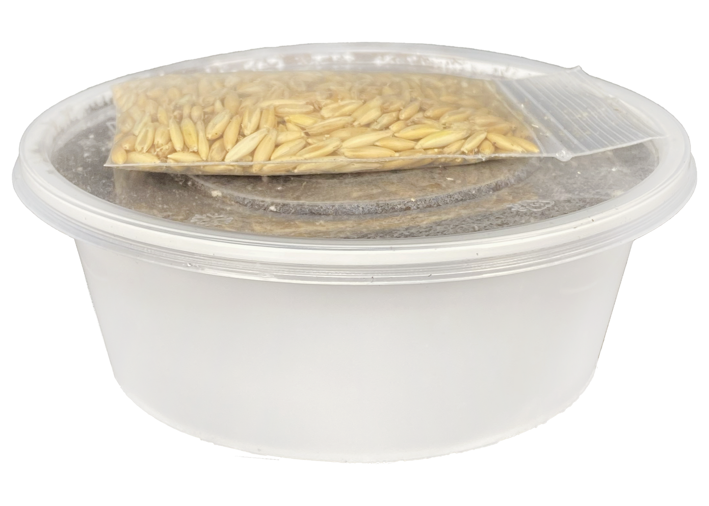 Multipet Catnip Garden Cat Grass Kit Container Cat Toy (Pack of 1)