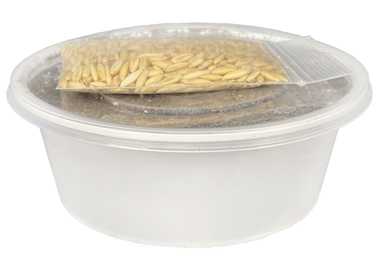 Multipet Catnip Garden Cat Grass Kit Container Cat Toy (Pack of 1)