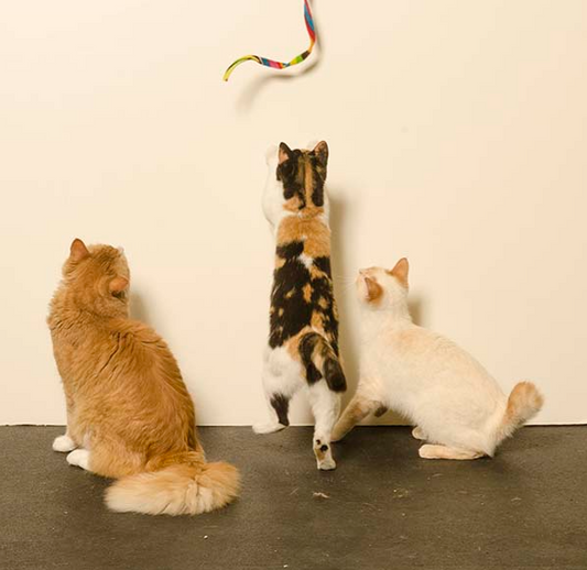 Cat Dancer Cat Charmer Interactive Cat Toy Wand RAINBOW