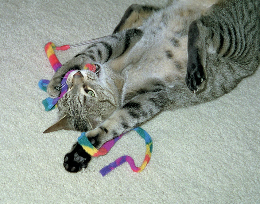 Cat Dancer Cat Charmer Interactive Cat Toy, Tie-Dye, 3 Pack