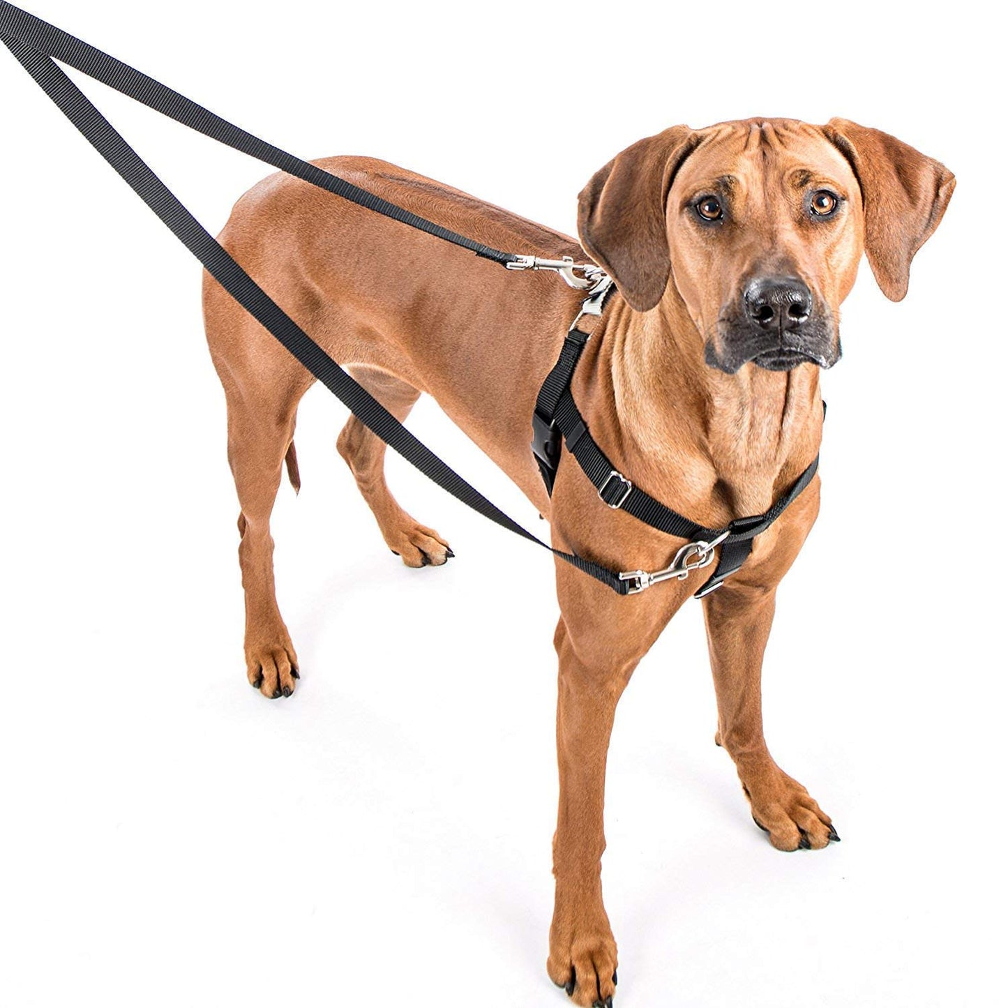 Freedom No-Pull Dog Harness Training Package, Large, Black