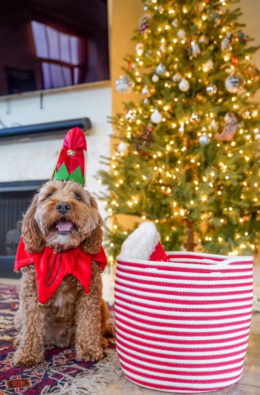 christmas fancy dress for dogs Large Dog Christmas Costume, Xmas Santa Red Hooded Cape for Cats and Dogs, Winter Dog Coat Pet Clothes Custom Size, Christmas Gift for Pets