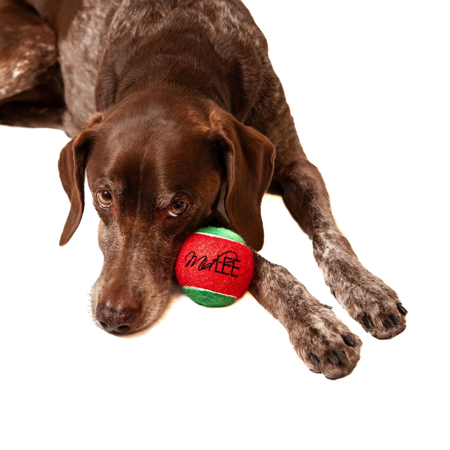 Candy Cane Christmas Dog Tennis Balls - 2.5" - Set of 4