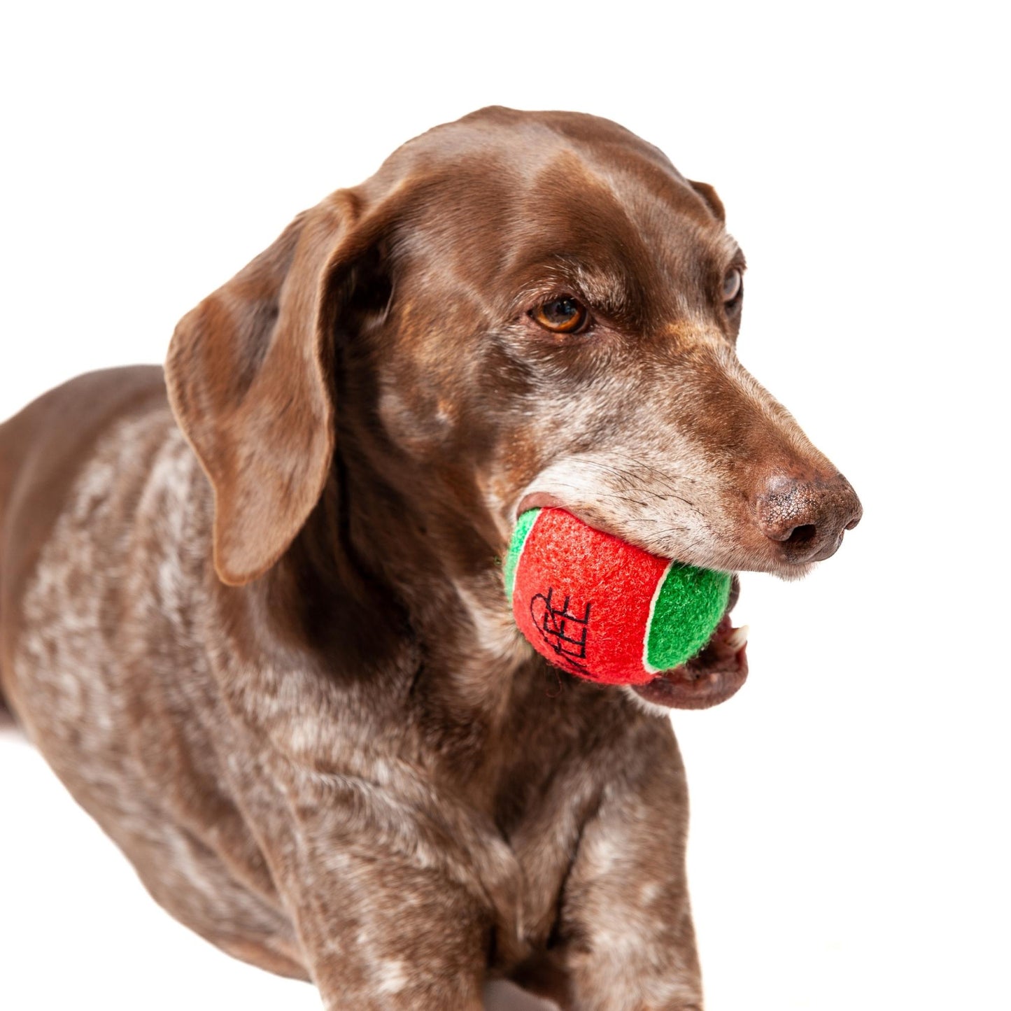 Midlee Candy Cane Christmas Dog Tennis Balls 2.5" with Squeakers