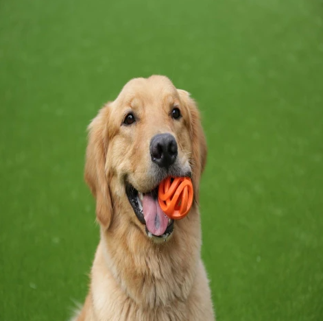 Chuckit Breathe Right Fetch Ball- Medium