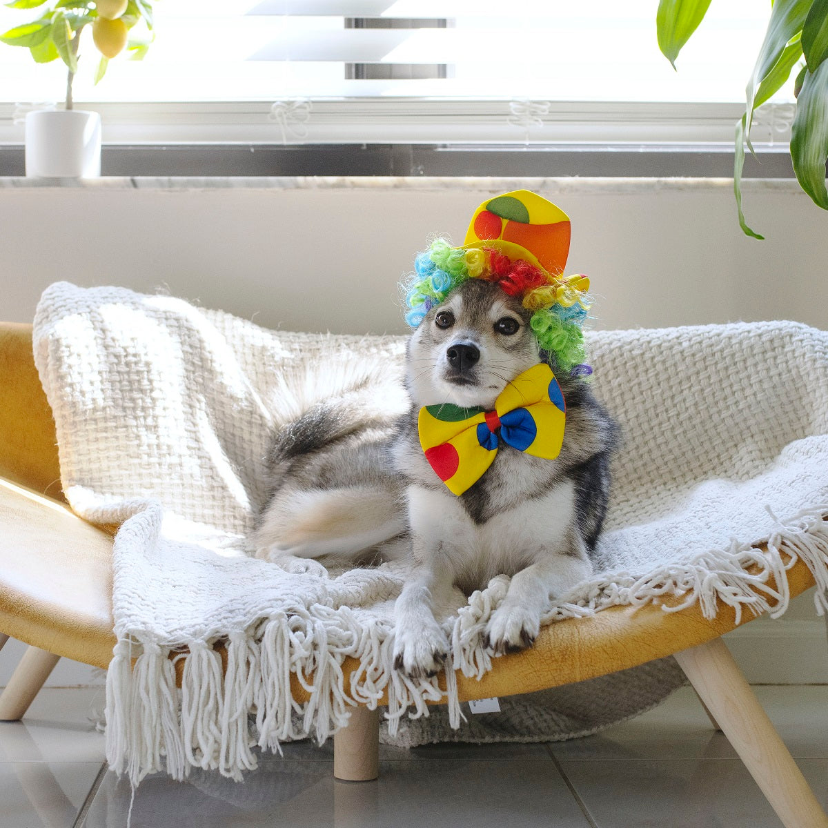 Midlee Clown Dog Costume Hat Wig & Bowtie