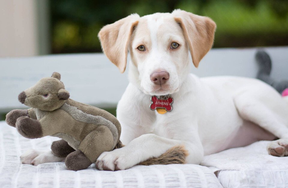 Fluff & Tuff Peanut Chipmunk Dog Toy