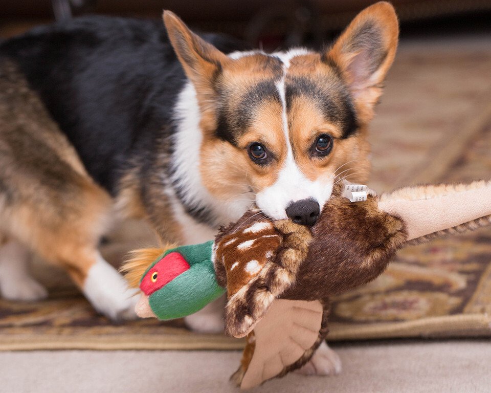 Fluff & Tuff Ike the Pheasant Dog Toy - 12"