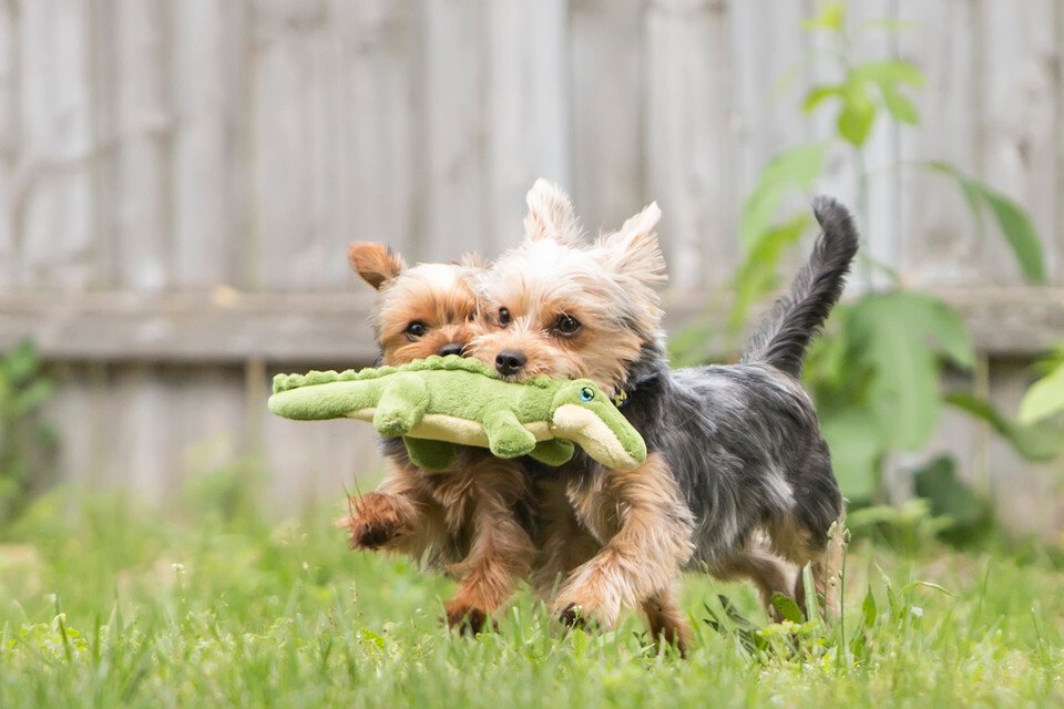 Fluff & Tuff Savannah Baby Gator Dog Toy