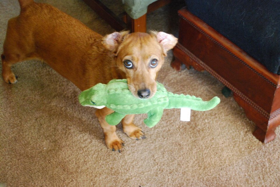 Fluff & Tuff Savannah Baby Gator Dog Toy
