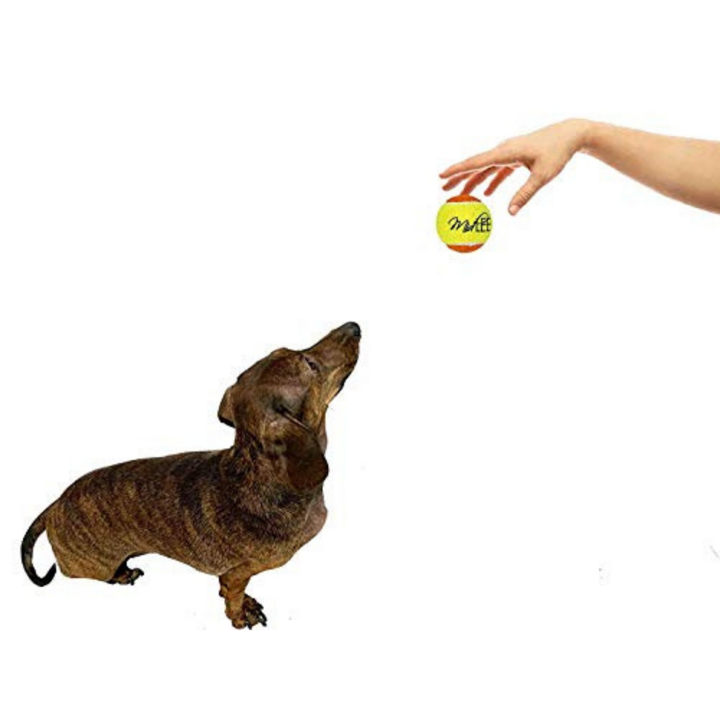 Midlee 2" Yellow/Orange Small Dog Tennis Balls (12-Pack)