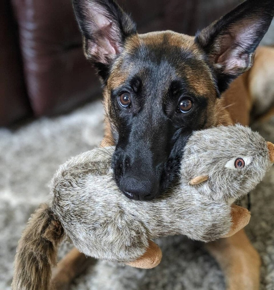 Fluff and Tuff Nuts the Squirrel Dog Toy