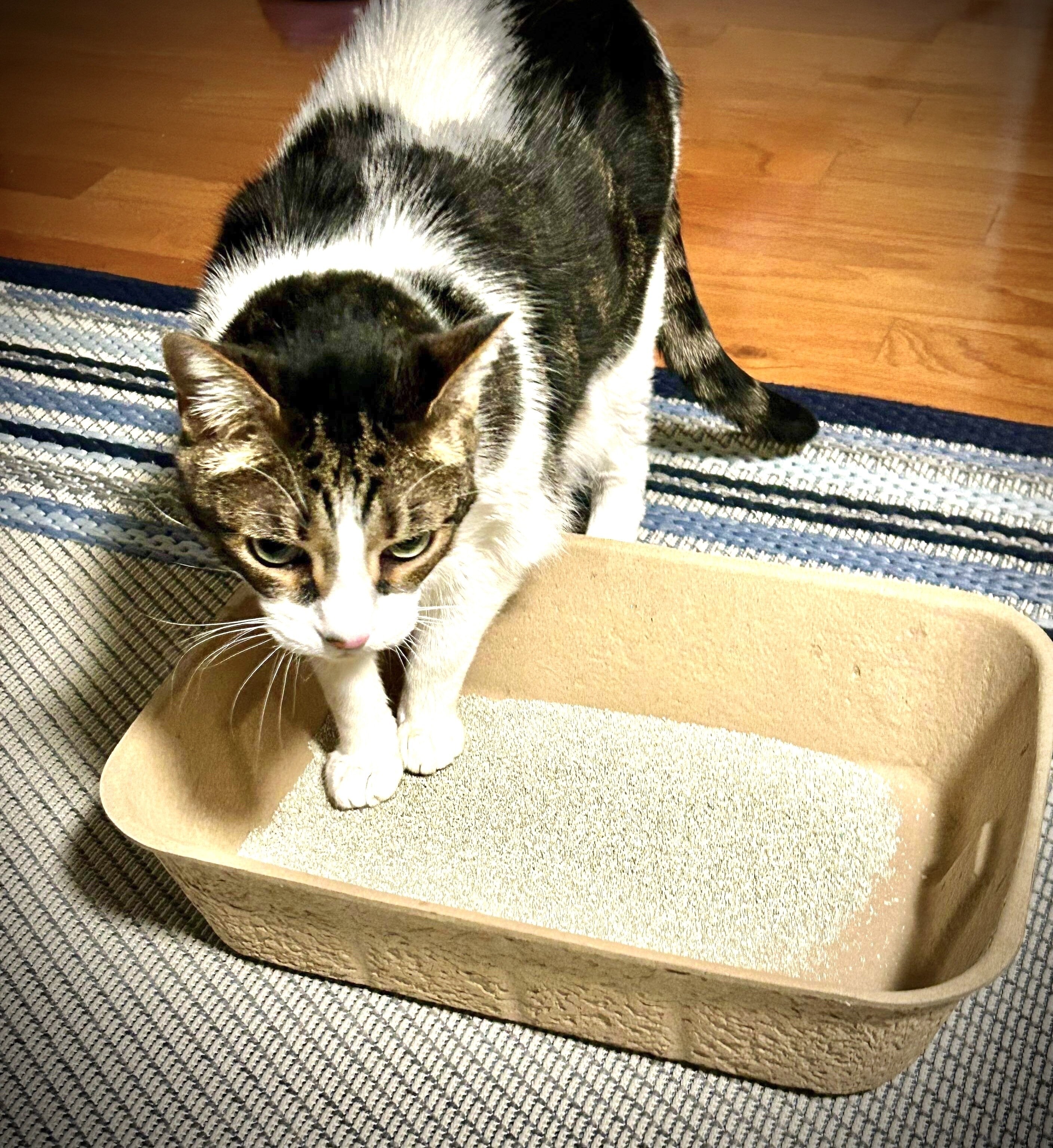 Disposable cat litter outlet box