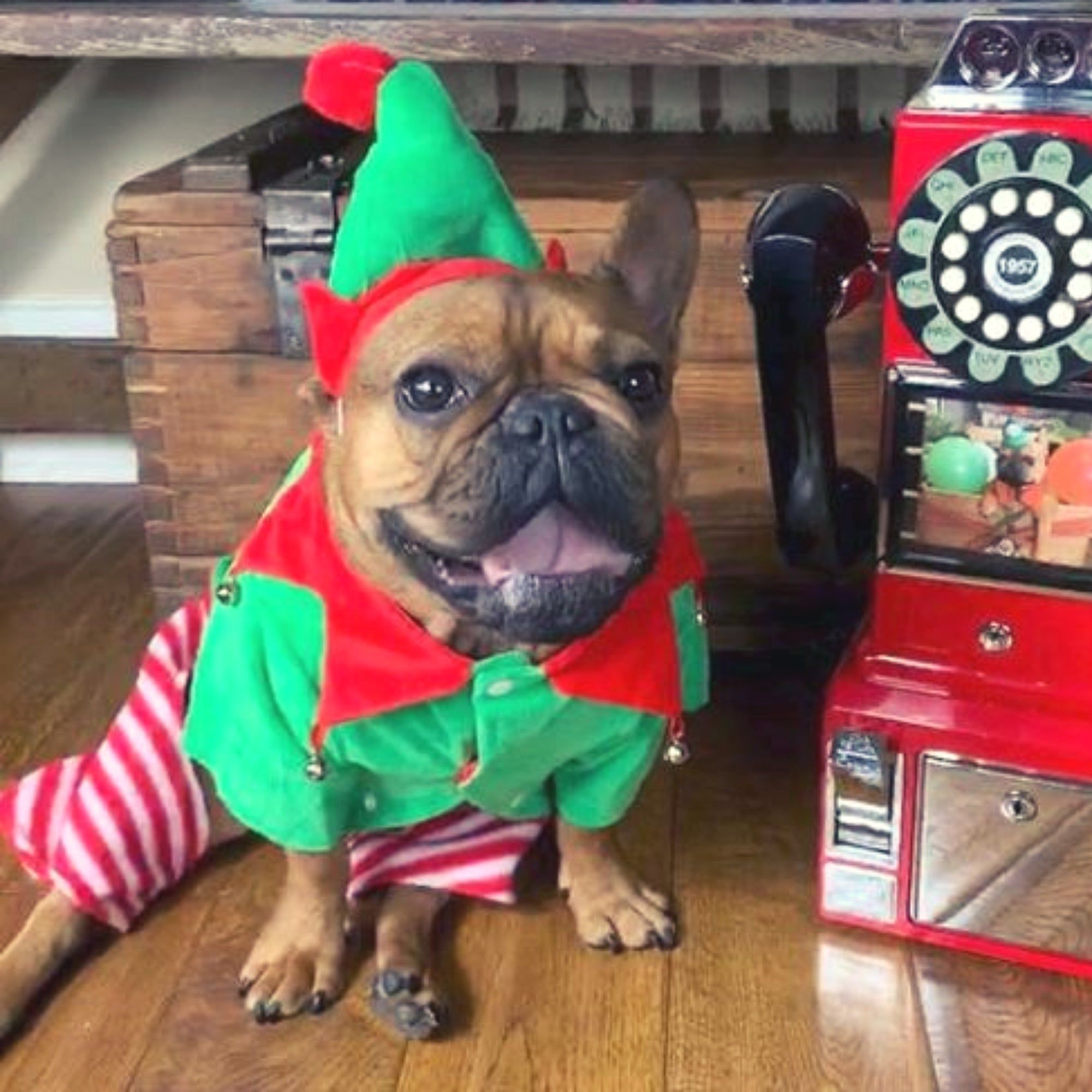 Dog clearance elf costumes