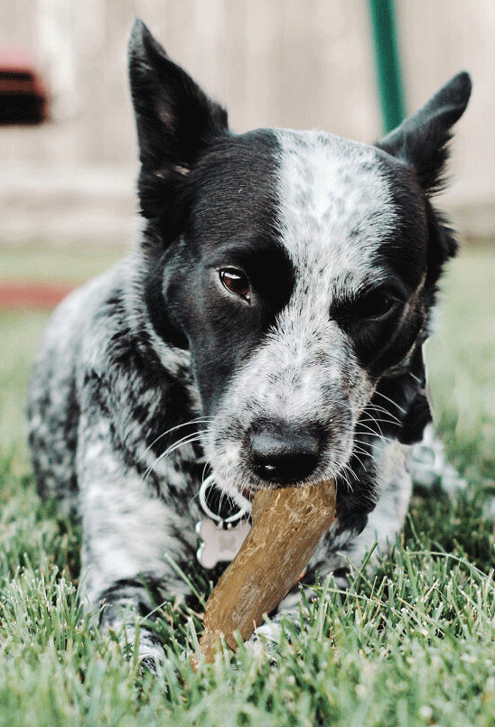 ETHICAL/SPOT Love The Earth Coffee Wood Dog Chew Toy  (X-Large)