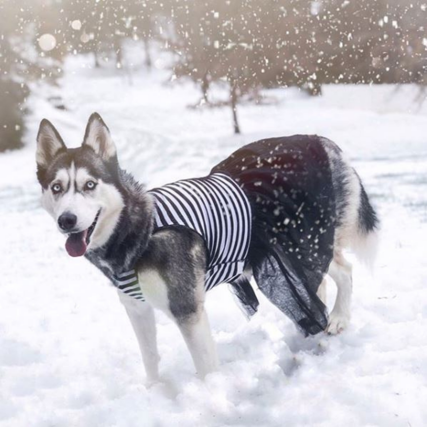 Midlee Elegant Black & White Stripe Tutu Large Dog Dress
