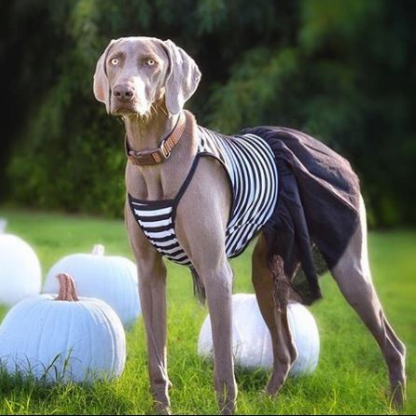 Midlee Elegant Black & White Stripe Tutu Large Dog Dress