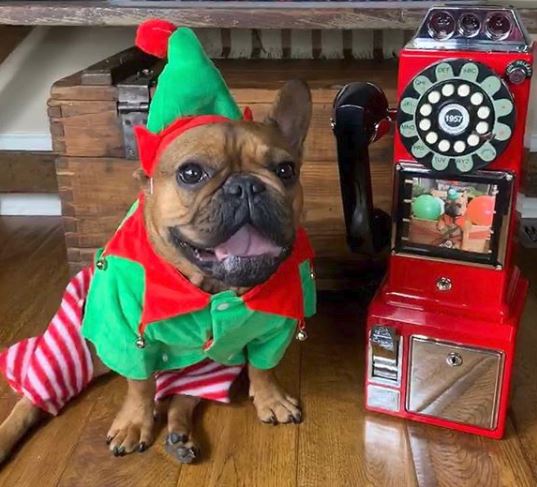 Walking elf 2024 dog costume