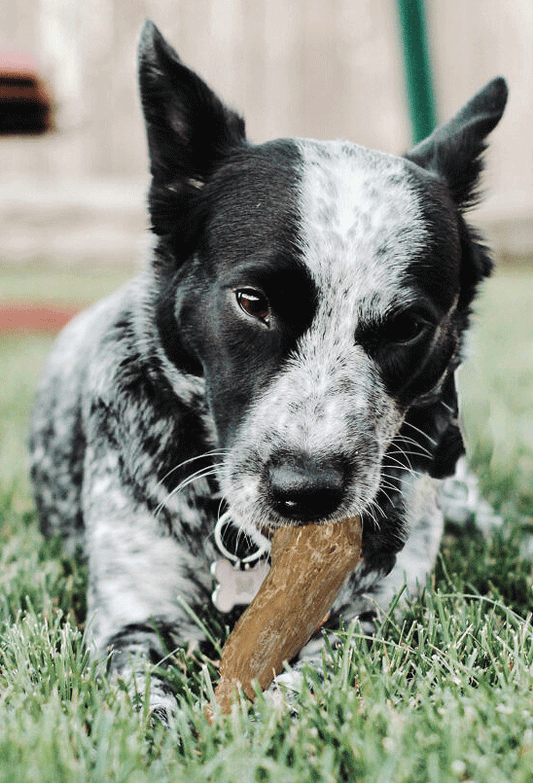 ETHICAL/SPOT Love The Earth Coffee Wood Dog Chew Toy -(Large)