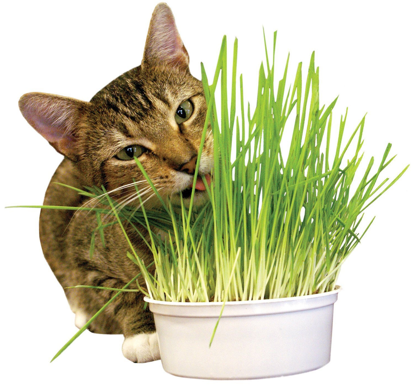 Imperial Cat Easy Grow Oat Grass Kit – Midlee Designs