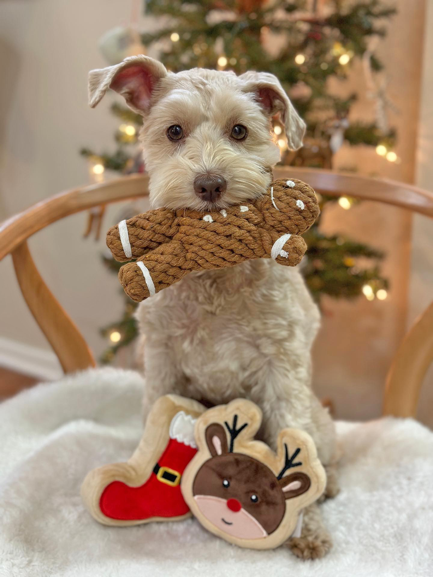 Midlee Santa Boot Sugar Cookie Dog Toy