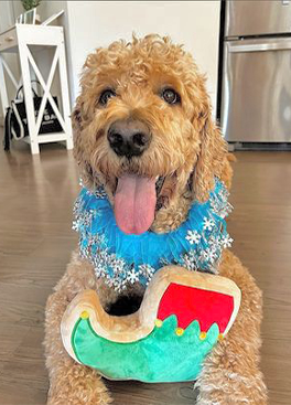 Midlee Elf Shoe Sugar Cookie Dog Toy