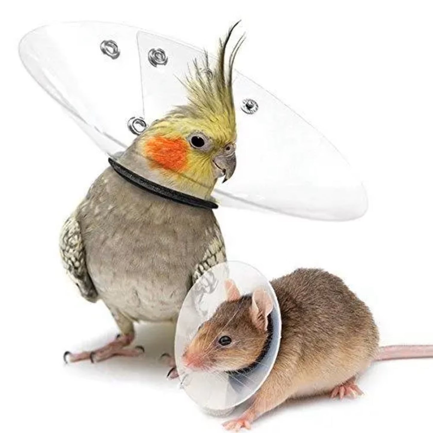 KVP SAF-T-SHIELD E-Collars for Birds 12" Diameter (4.75" - 5.5")