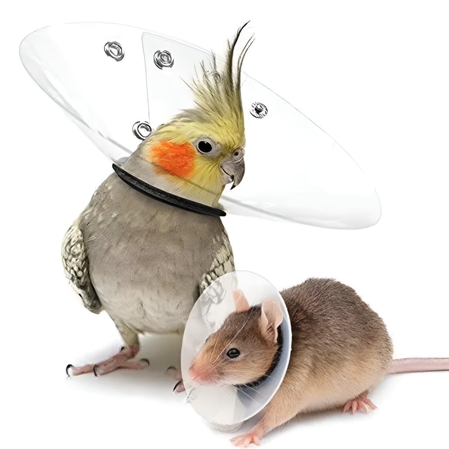 KVP Elizabethan Bird Collar, 4"